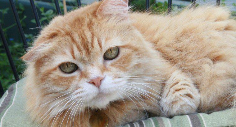 Quão raros são as fêmeas Orange Tabby Cats?