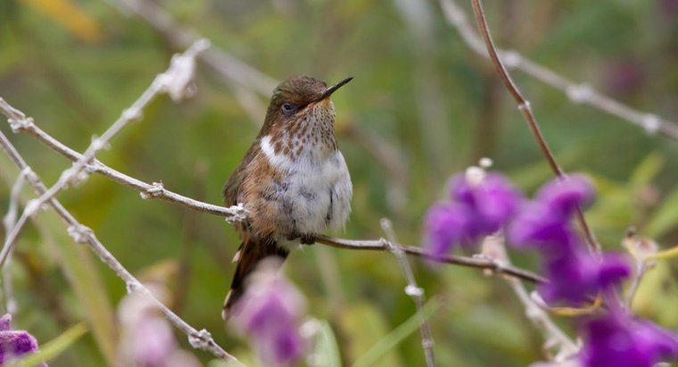 Quando os colibris migram?