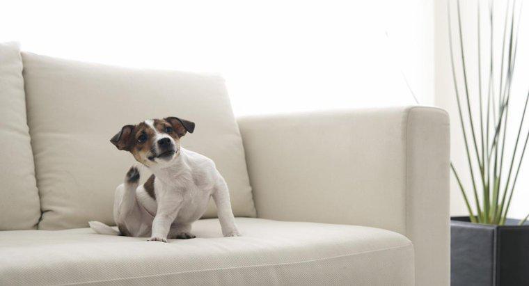 Quanto tempo as pulgas de cachorro vivem em casa?