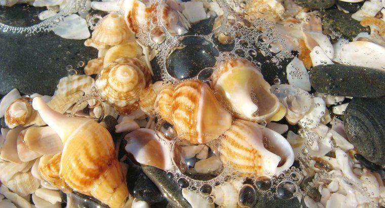 Quais são as melhores praias para a coleta de conchas?