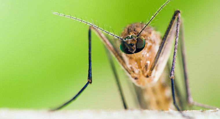O que o mosquito macho faz?