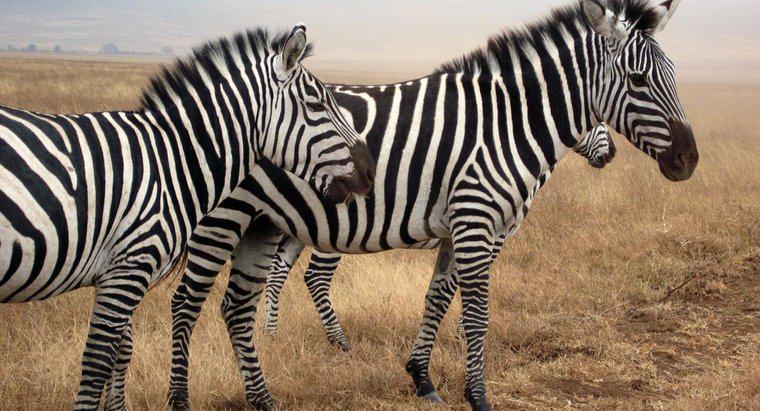 Que ruído uma zebra faz?