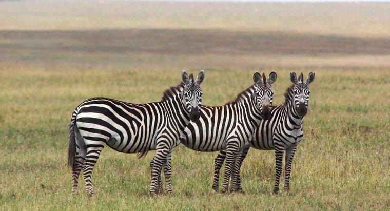 Qual é a vida útil de uma zebra?