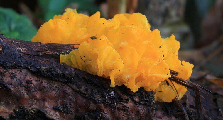 Como os fungos se espalham?