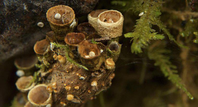 Quais são as características dos fungos?