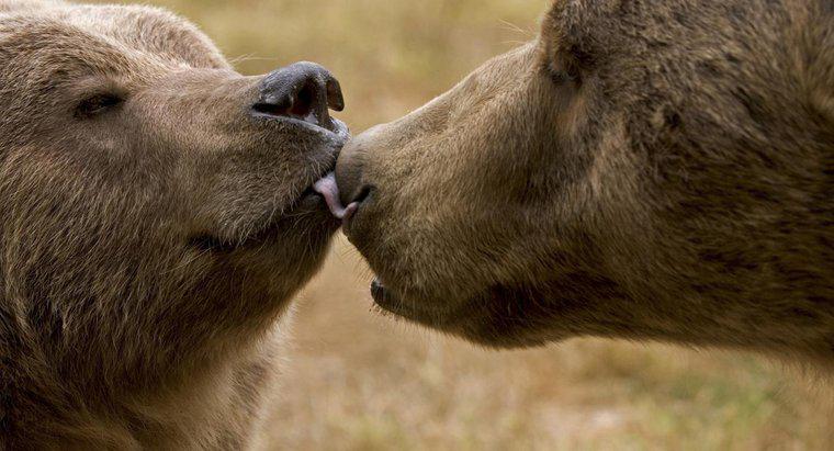Qual animal tem o melhor sentido do olfato?