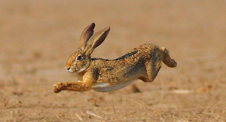 Como os coelhos se movem?