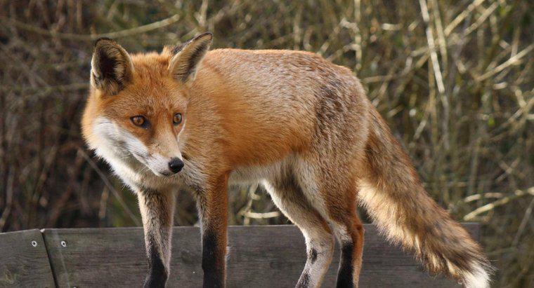 O que são predadores naturais de uma raposa?
