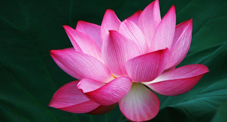 O que a flor de lótus simboliza?