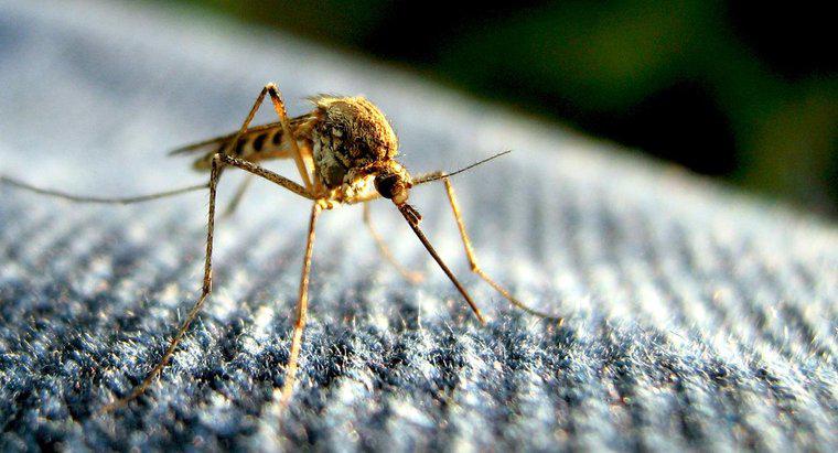 Qual é a expectativa de vida de um mosquito?