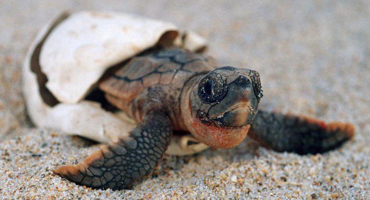 Quanto tempo as tartarugas ficam grávidas?