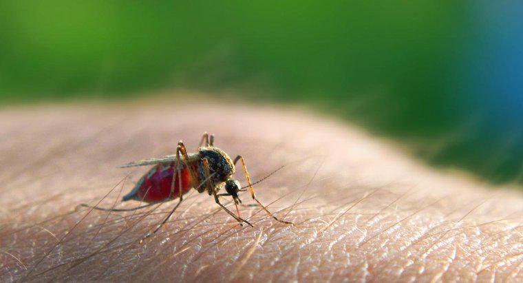 Como a malária é transmitida?