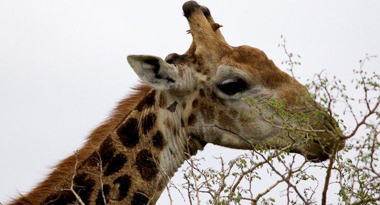 Quais são alguns fatos interessantes sobre as girafas?
