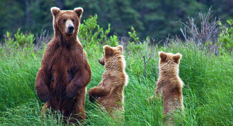 Onde vivem os ursos?