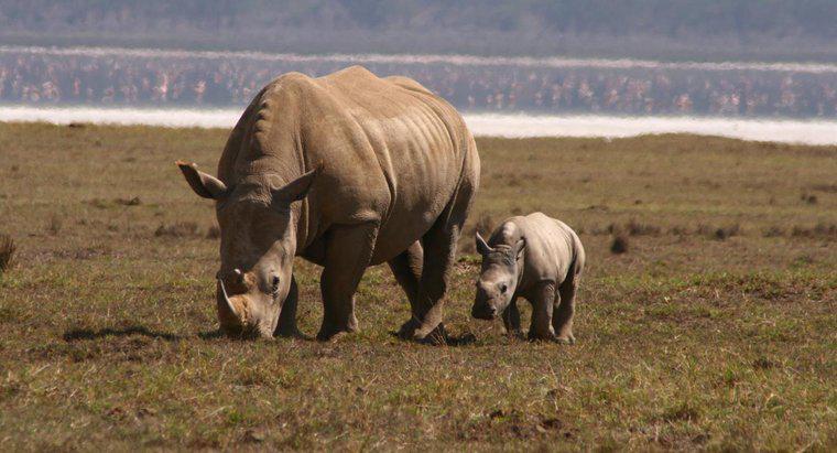Como é chamado um bebê Rhino?