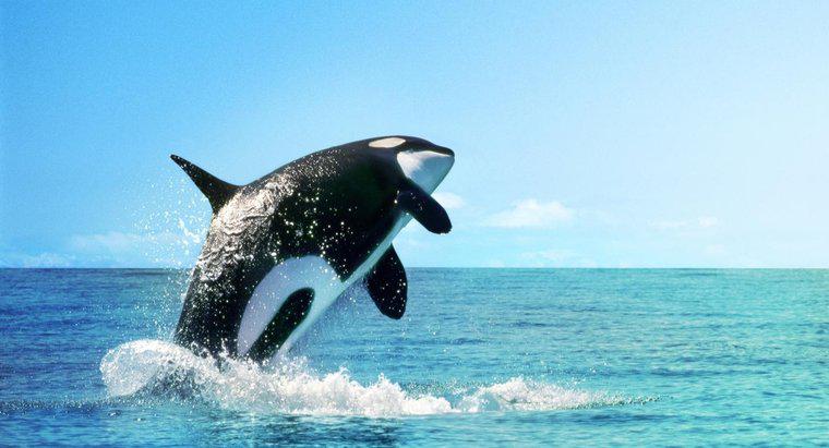 Onde vivem as baleias assassinas?
