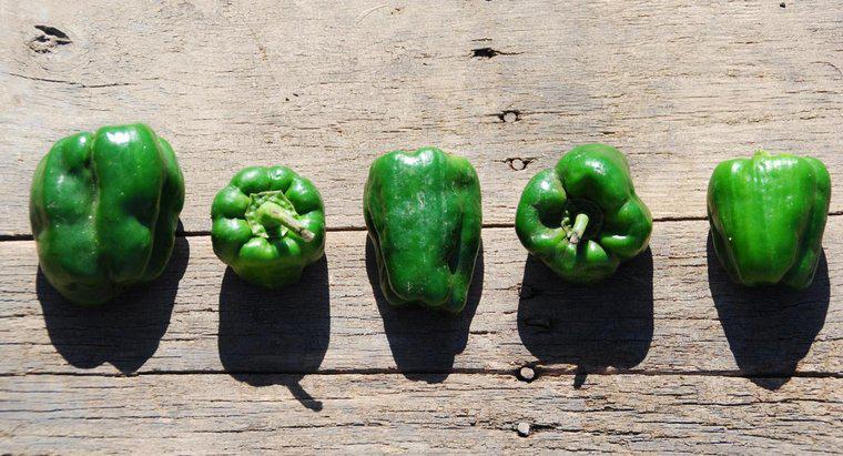Como você cultiva pimentas verdes?