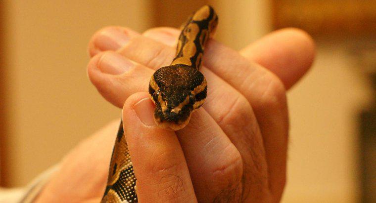 Quais são alguns fatos interessantes sobre pythons bola?