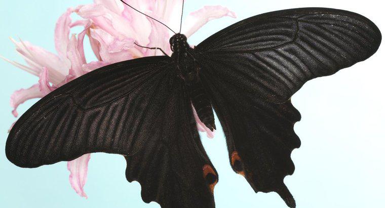 O que uma borboleta negra simboliza?