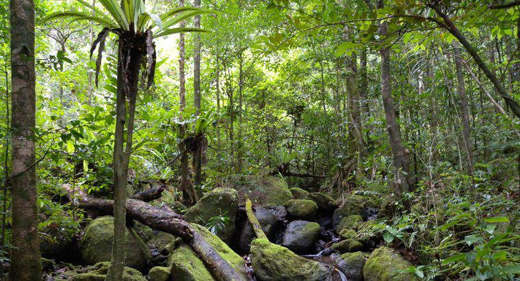 Quantas espécies animais vivem na floresta tropical?