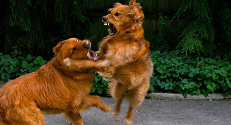 Como você interrompe uma briga de cachorro?