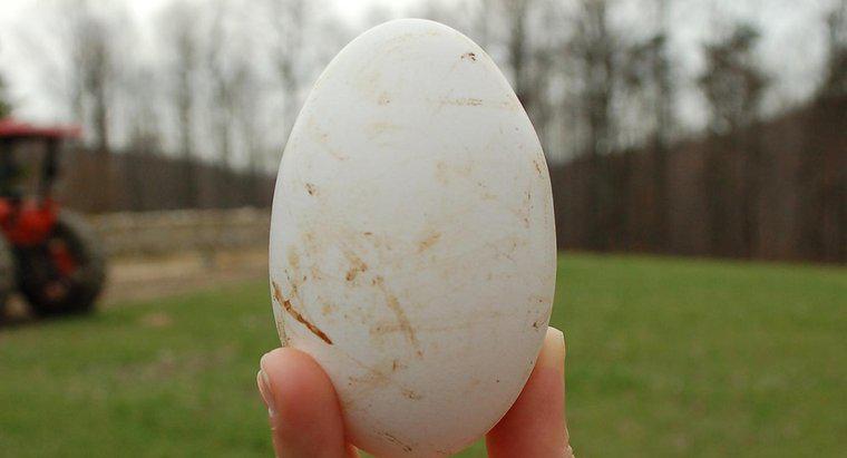 Qual é o período de gestação para ovos de gansos?