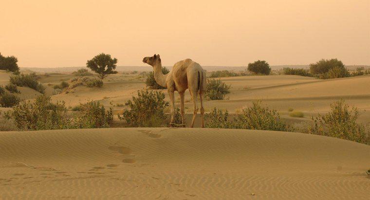 Onde está localizado o deserto de Thar?