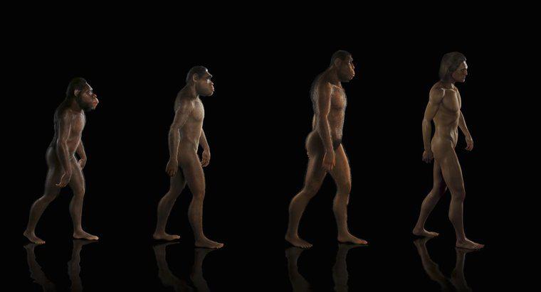 Qual é a teoria da evolução?