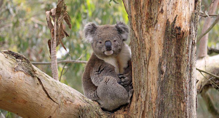 Onde vivem os coalas?