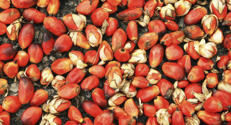 Quais são alguns benefícios do óleo de palma vermelha?