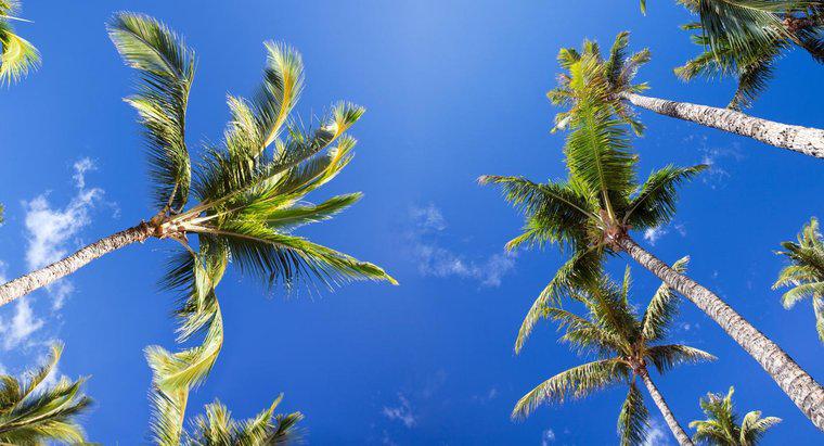 Quais são alguns fatos interessantes sobre as palmeiras?