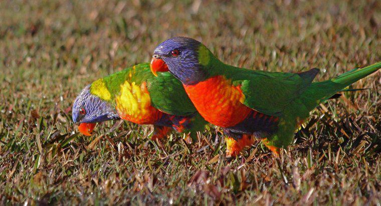 Os pássaros são atraídos por cores brilhantes?