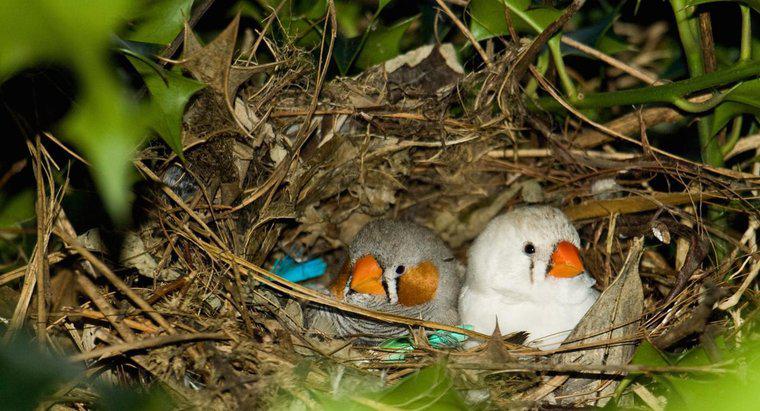 Por que os pássaros constroem ninhos?