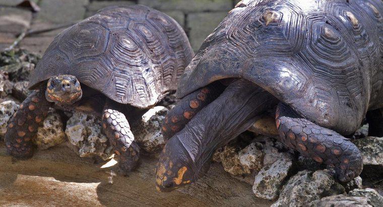 Como é chamado um grupo de tartarugas?