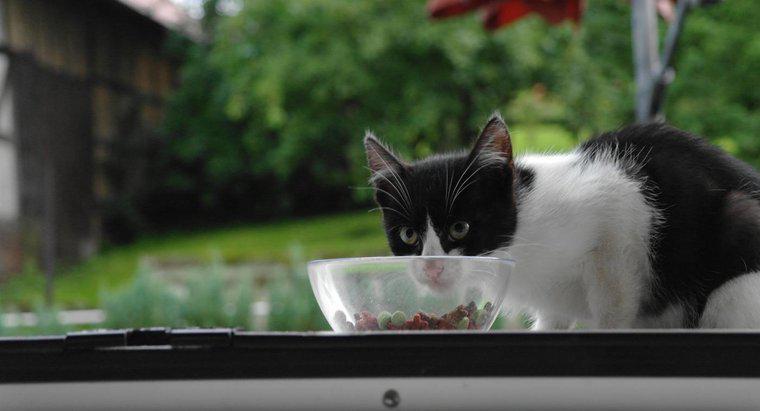 Quando meu gatinho pode começar a comer comida de adulto?