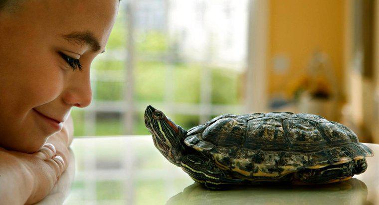 Quanto tempo vivem as tartarugas de estimação?