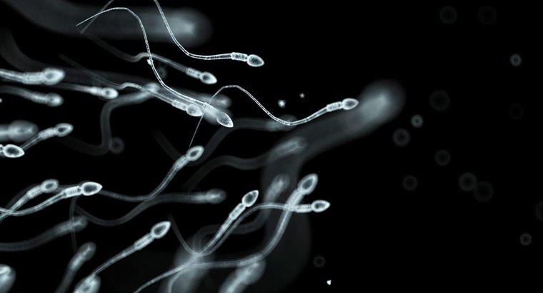 O que é espermatozóide?