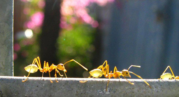 Quanto pesam as formigas?