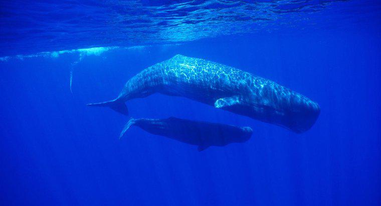 Qual é o nome de uma baleia fêmea?