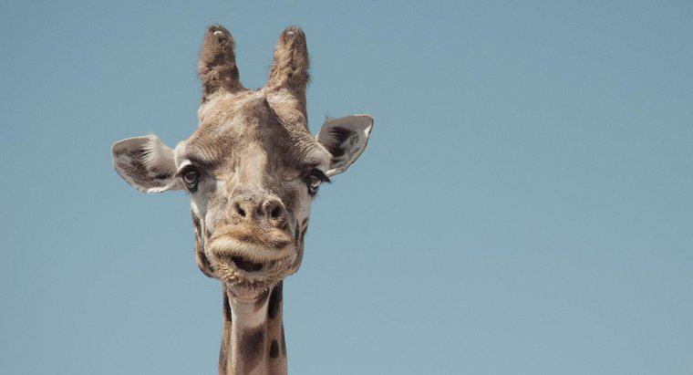 O que é uma girafa pigmeu?