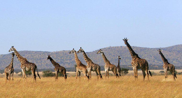 O que você chama de um grupo de girafas?