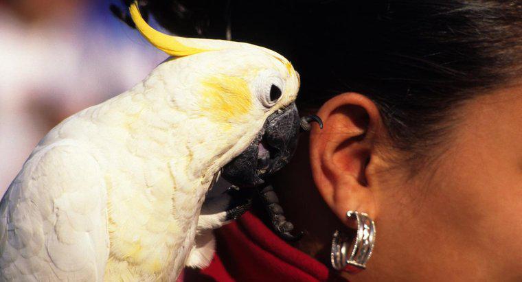 Como os papagaios falam?