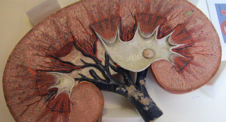 O que é ultrafiltração nos rins?