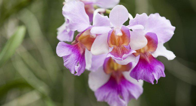 Qual é o significado de uma orquídea?
