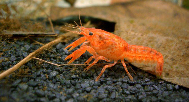 Quais são as características de um lagostim anão?