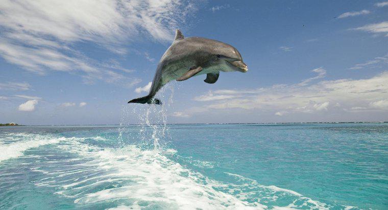 Em que climas vivem os golfinhos?