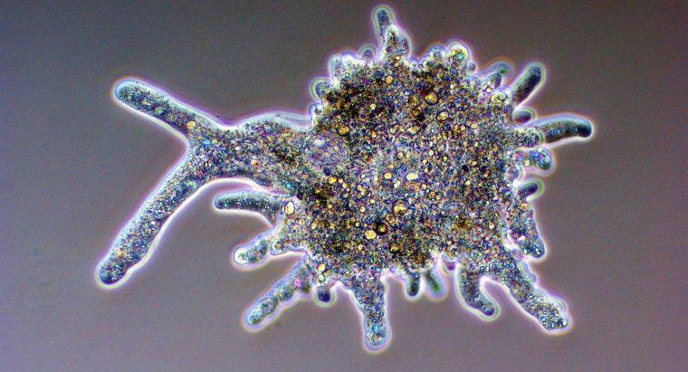 Como a ameba excreta resíduos?