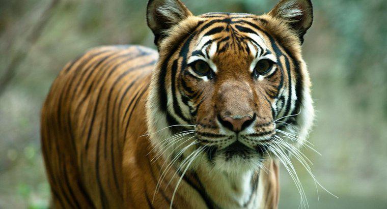 Por que os tigres correm o risco de extinção?