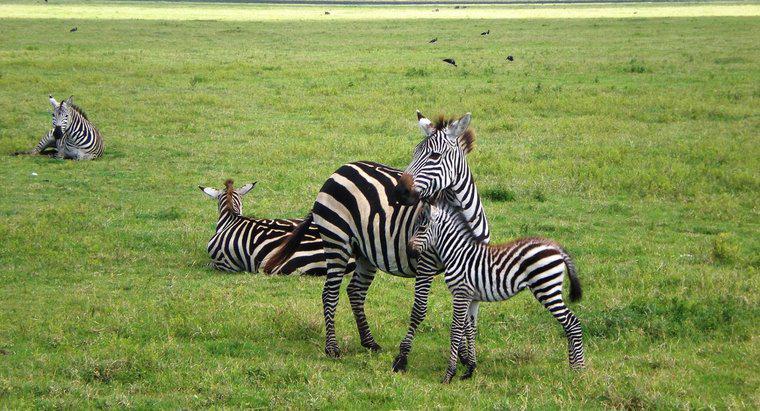 Como nascem as zebras?