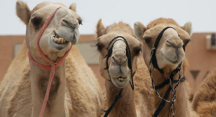 Quanta água um camelo bebe?